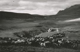 00675-Hrossarekstur við Grímstungu í Vatnsdal, horft út Vatnsdalinn
