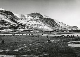 Sauðfé á beit við Hnausa