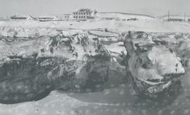 Jakahlaup í Blöndu 1968