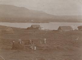Heyskapur á Hólanesi 1904